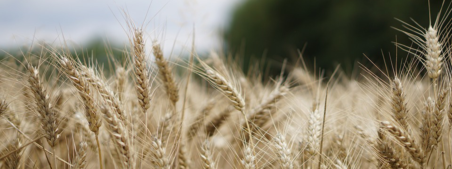 Campo di grano