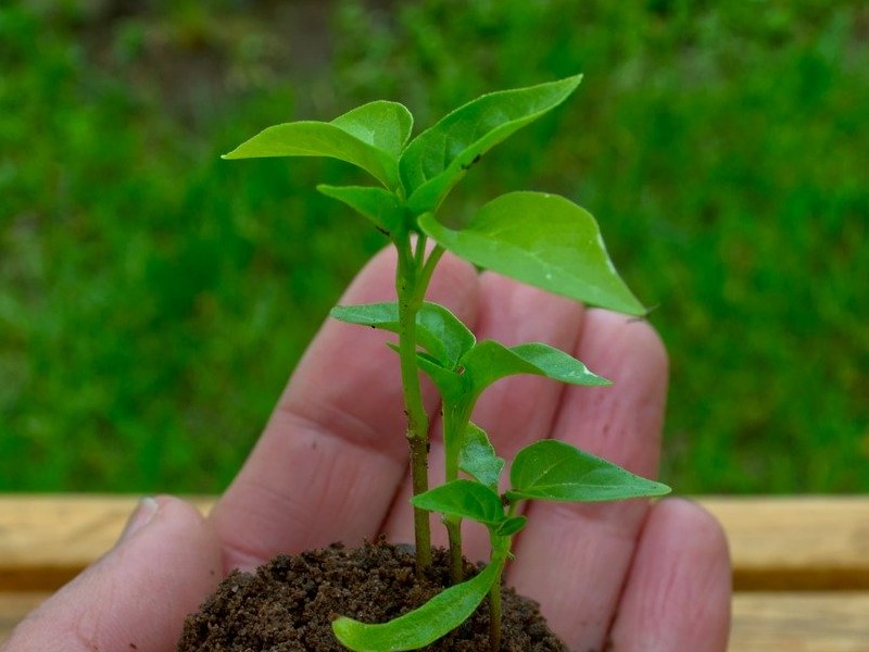 L'orto di Claire: innovazione sociale e agricoltura sostenibile a San Giorgio di Piano